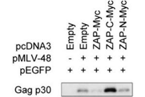 Culture supernatants subjected to immunoprecipitation coupled to immunoblotting to detect MLV-Gag p30 capside protein using ABIN457547 (See PMID23836649 for details) (MLV p30 Antikörper)