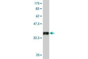 Western Blot detection against Immunogen (36. (RUNX2 Antikörper  (AA 251-350))