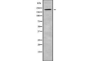 UBR2 antibody  (C-Term)