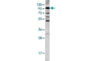 Western blot analysis of LGR5 polyclonal antibody  in K-562 cell line lysates (35 ug/lane). (LGR5 Antikörper  (AA 451-480))