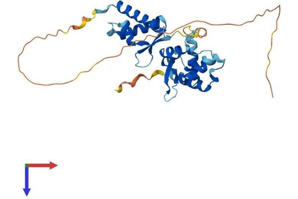 Necdin-Like 2 Protein (NDNL2) (AA 1-304) (His tag)
