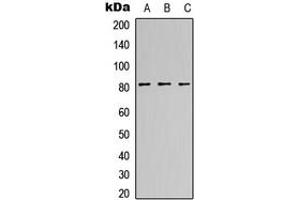 Western blot analysis of CANP expression in HeLa (A), NS-1 (B), H9C2 (C) whole cell lysates. (Calpain S1 Antikörper  (Center))