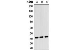 Western blot analysis of CD181 expression in HEK293T (A), NIH3T3 (B), H9C2 (C) whole cell lysates. (CXCR1 Antikörper  (Center))