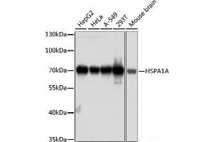 Western blot analysis of extracts of various cell lines using HSPA1A Monoclonal Antibody at dilution of 1:1000. (HSP70 1A Antikörper)