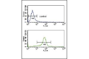 CACNA2D1 Antibody (N-term) (ABIN652644 and ABIN2842433) flow cytometry analysis of K562 cells (bottom histogram) compared to a negative control cell (top histogram).