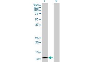 Western Blot analysis of LOC541473 expression in transfected 293T cell line by LOC541473 MaxPab polyclonal antibody. (LOC541473 Antikörper  (AA 1-131))