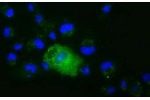 Anti-XPNPEP1 mouse monoclonal antibody (ABIN2453792) immunofluorescent staining of COS7 cells transiently transfected by pCMV6-ENTRY XPNPEP1 (RC203535). (XPNPEP1 Antikörper)