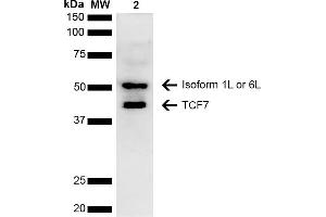 Western blot analysis of Human Cervical cancer cell line (HeLa) lysate showing detection of ~41.