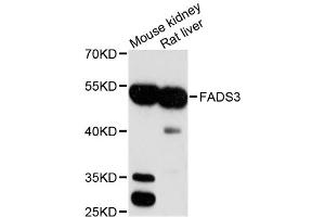 Western blot analysis of extracts of various cell lines, using FADS3 antibody (ABIN1872643) at 1:3000 dilution. (FADS3 Antikörper)