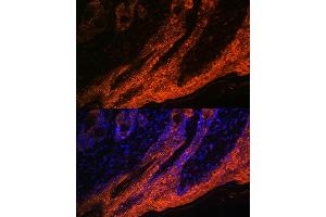 Immunofluorescence (IF) image for anti-Interleukin 1 Receptor Antagonist (IL1RN) antibody (ABIN7267971)
