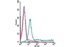 Cell surface detection of ADORA2A in live intact human Jurkat T-cell leukemia cells: (black line) Cells. (Adenosine A2a Receptor Antikörper  (2nd Extracellular Loop))