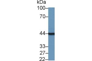 Western Blot; Sample: Mouse Pancreas lysate; Primary Ab: 1µg/ml Rabbit Anti-Mouse TMOD3 Antibody Second Ab: 0. (TMOD3 Antikörper  (AA 1-352))