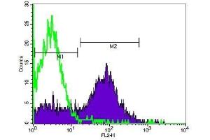 Mouse spleen cells probed with Rabbit Anti-Calpastatin Polyclonal Antibody, PE Conjugated at 1:50 for 30 minutes. (Calpastatin Antikörper  (AA 431-530))