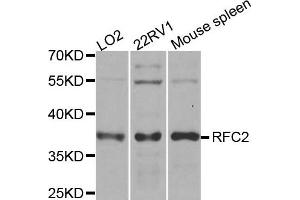 Western blot analysis of extracts of various cell lines, using RFC2 antibody. (RFC2 Antikörper)