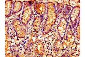 Immunohistochemistry of paraffin-embedded human small intestine tissue using ABIN7162387 at dilution of 1:100 (OXER1 Antikörper  (AA 1-97))