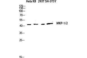 Western Blot (WB) analysis of HeLa KB 293T SH-SY5Y lysis using MKP-1/2 antibody. (MKP-1/2 Antikörper  (Lys92))