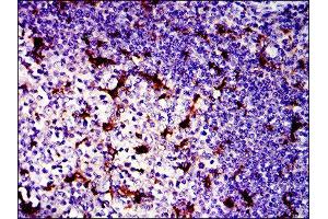 Immunohistochemistry (IHC) image for anti-BPI Fold Containing Family B, Member 1 (BPIFB1) antibody (ABIN1845781) (BPIFB1 Antikörper)