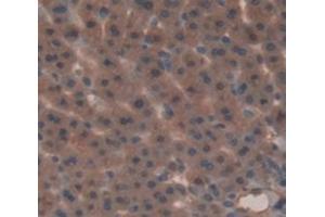 IHC-P analysis of Rat Tissue, with DAB staining. (Glucuronidase beta Antikörper  (AA 440-648))