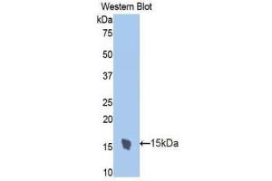 Western Blotting (WB) image for anti-Trefoil Factor 2 (TFF2) (AA 27-129) antibody (ABIN1173513)
