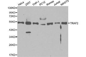 Western blot analysis of extracts of various cell lines, using TRAF2 antibody. (TRAF2 Antikörper  (AA 1-300))
