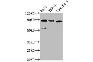Western Blot Positive WB detected in: Raji whole cell lysate, THP-1 whole cell lysate, RAW264. (ADAM8 Antikörper  (AA 677-824))