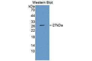 Western Blotting (WB) image for anti-Elastase 3B, Pancreatic (ELA3B) (AA 28-267) antibody (ABIN1176254) (Elastase 3B Antikörper  (AA 28-267))