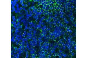 IF analysis of Cd79a using anti-Cd79a antibody (ABIN7601110).