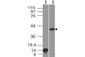 Image no. 1 for anti-Arginase, Liver (ARG1) (AA 11-230) antibody (ABIN5027040) (Liver Arginase Antikörper  (AA 11-230))