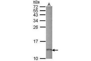 Figure 1. (RAMP1 Antikörper  (AA 84-148))
