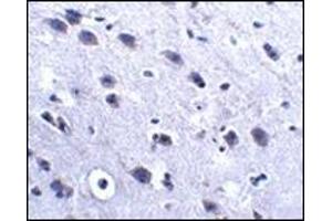 Immunohistochemistry of LRFN2 in mouse brain tissue with this product at 2. (LRFN2 Antikörper  (C-Term))