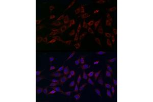 Immunofluorescence analysis of NIH/3T3 cells using MCU Rabbit pAb (ABIN7268549) at dilution of 1:200 (40x lens). (MCU Antikörper  (AA 1-351))
