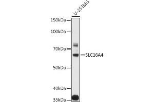 Western blot analysis of extracts of various cell lines, using SLC16 antibody (ABIN3023453, ABIN3023454, ABIN3023455, ABIN1682735 and ABIN6219989) at 1:1000 dilution. (SLC16A4 Antikörper  (AA 250-350))