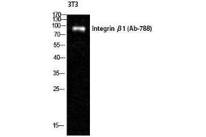 Western Blotting (WB) image for anti-Integrin beta 1 (ITGB1) (Ser621) antibody (ABIN3185200) (ITGB1 Antikörper  (Ser621))