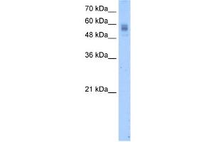 WB Suggested Anti-PROC Antibody Titration:  2. (PROC Antikörper  (N-Term))