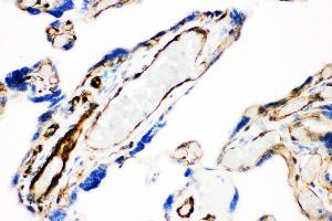 Anti- Caveolin-1 picoband antibody, IHC(P) IHC(P): Human Placenta Tissue