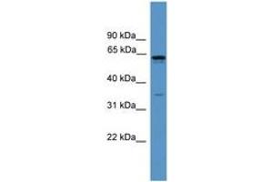Image no. 1 for anti-Olfactory Receptor, Family 2, Subfamily C, Member 1 (OR2C1) (C-Term) antibody (ABIN6746650) (OR2C1 Antikörper  (C-Term))