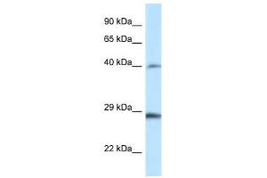 Western Blot showing Hoxb9 antibody used at a concentration of 1. (HOXB9 Antikörper  (Middle Region))