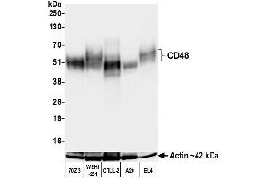 Western Blotting (WB) image for anti-CD48 (CD48) (AA 23-216) antibody (ABIN7795672)