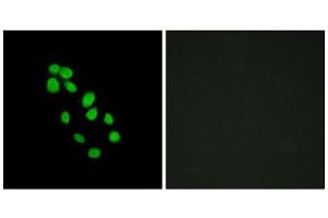 Immunofluorescence (IF) image for anti-Iroquois Homeobox Protein 2 (IRX2) (Internal Region) antibody (ABIN1849950) (IRX2 Antikörper  (Internal Region))