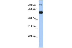 WB Suggested Anti-ETS2 Antibody Titration:  0. (ETS2 Antikörper  (N-Term))