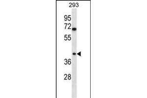 TOR1B Antibody (C-term) (ABIN656958 and ABIN2846143) western blot analysis in 293 cell line lysates (35 μg/lane). (TOR1B Antikörper  (C-Term))