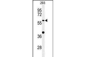 Western blot analysis of CDC45L Antibody (Center) (ABIN653837 and ABIN2843101) in 293 cell line lysates (35 μg/lane). (CDC45 Antikörper  (AA 236-263))