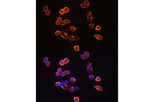 Immunofluorescence (IF) image for anti-CD14 (CD14) (AA 20-330) antibody (ABIN6138114)