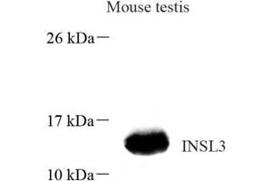 Western blot analysis of INSL3 (ABIN7074302),at dilution of 1: 800
