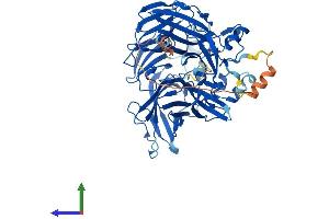 AlphaFold protein structure predicition of Mouse Recombinant Bco1 Protein, UniprotID Q9JJS6