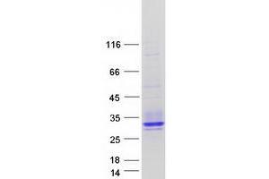 Validation with Western Blot (MPZL2 Protein (Transcript Variant 1) (Myc-DYKDDDDK Tag))