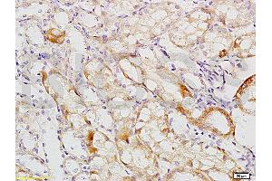 Formalin-fixed and paraffin embedded mouse kidney tissue labeled with Anti-MCKD2/UMOD Polyclonal Antibody, Unconjugated (ABIN678473) at 1:200 followed by conjugation to the secondary antibody and DAB staining (Uromodulin Antikörper  (AA 351-450))