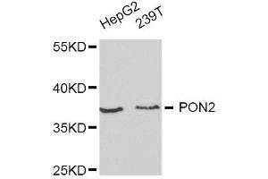 Western blot analysis of extracts of various cell lines, using PON2 antibody. (PON2 Antikörper  (AA 1-210))