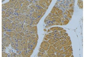 ABIN6277810 at 1/100 staining Human pancreas tissue by IHC-P.