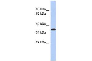 WB Suggested Anti-KLF6 Antibody Titration:  0.